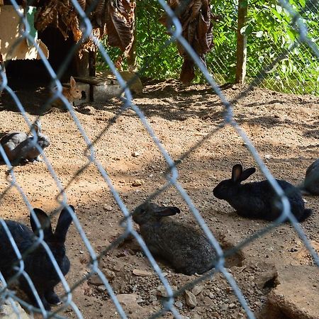Agriturismo E Turre Serrastretta エクステリア 写真