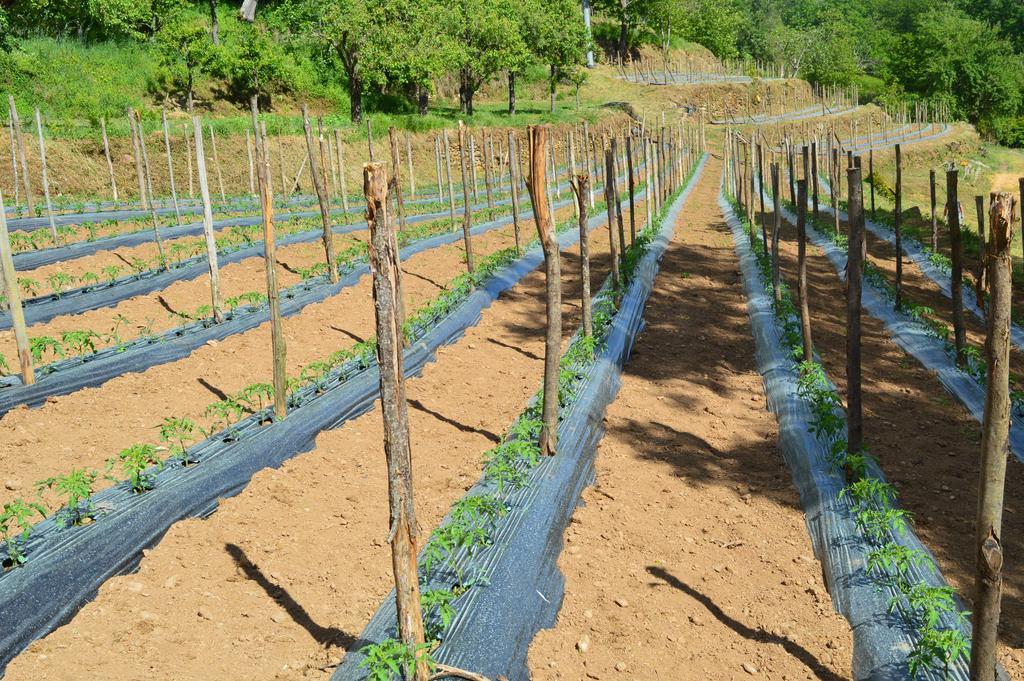 Agriturismo E Turre Serrastretta エクステリア 写真