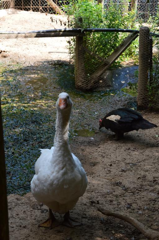 Agriturismo E Turre Serrastretta エクステリア 写真