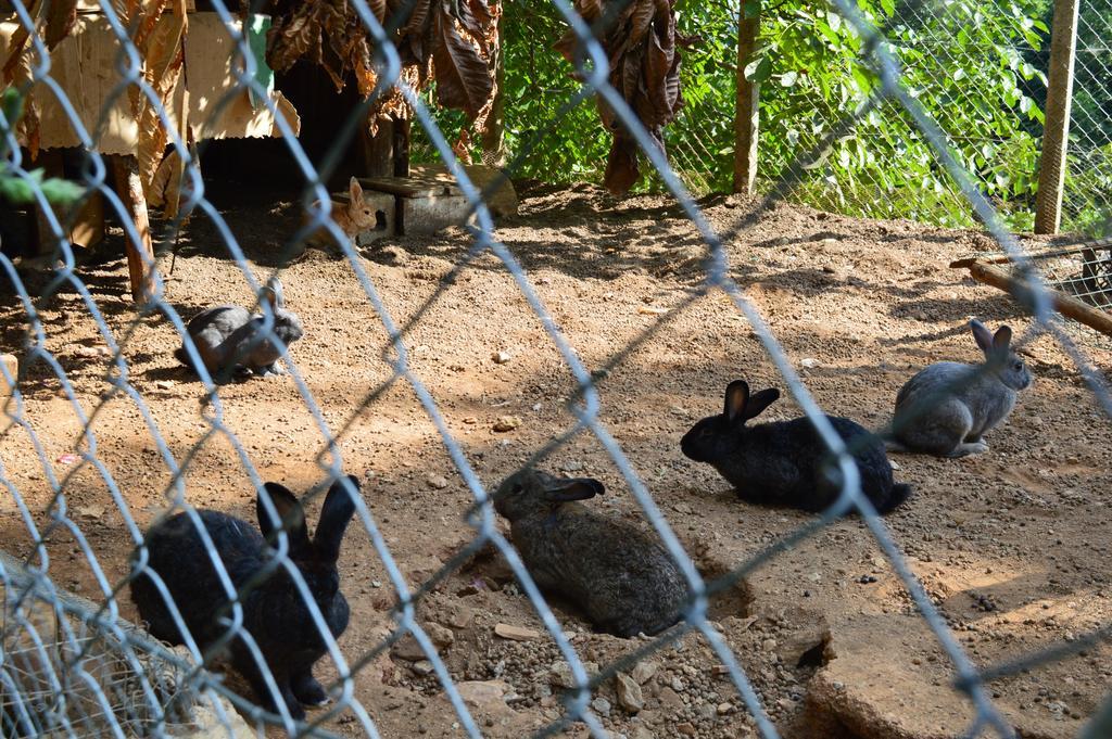 Agriturismo E Turre Serrastretta エクステリア 写真
