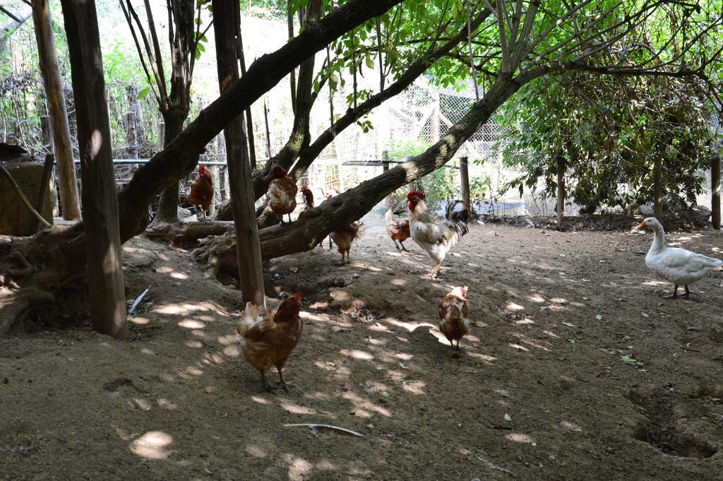 Agriturismo E Turre Serrastretta エクステリア 写真