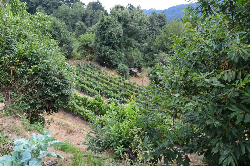 Agriturismo E Turre Serrastretta エクステリア 写真