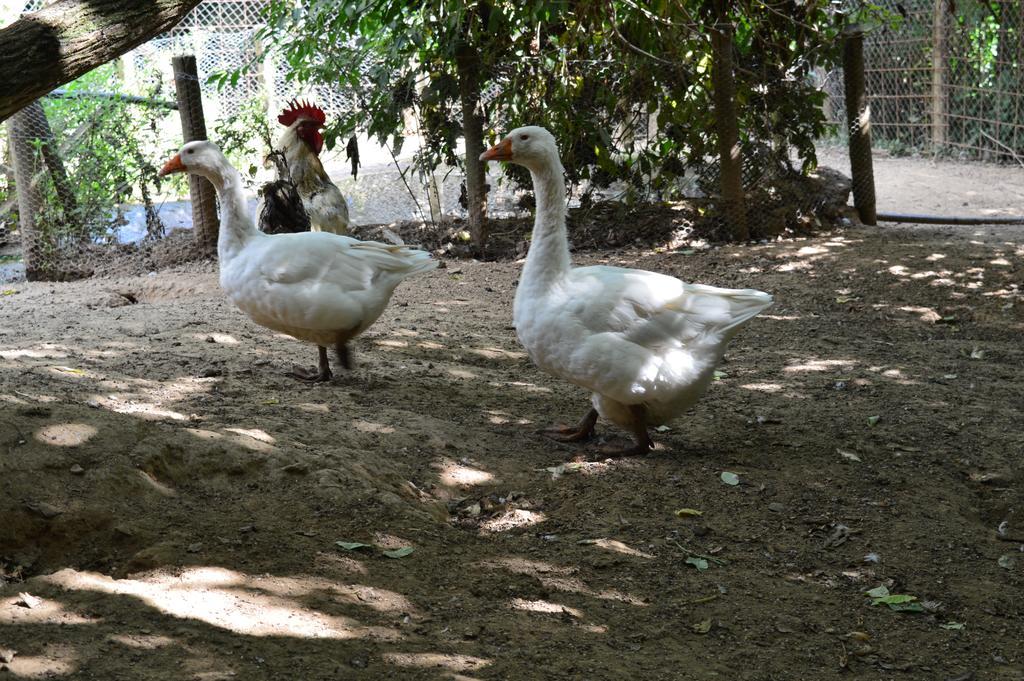 Agriturismo E Turre Serrastretta エクステリア 写真