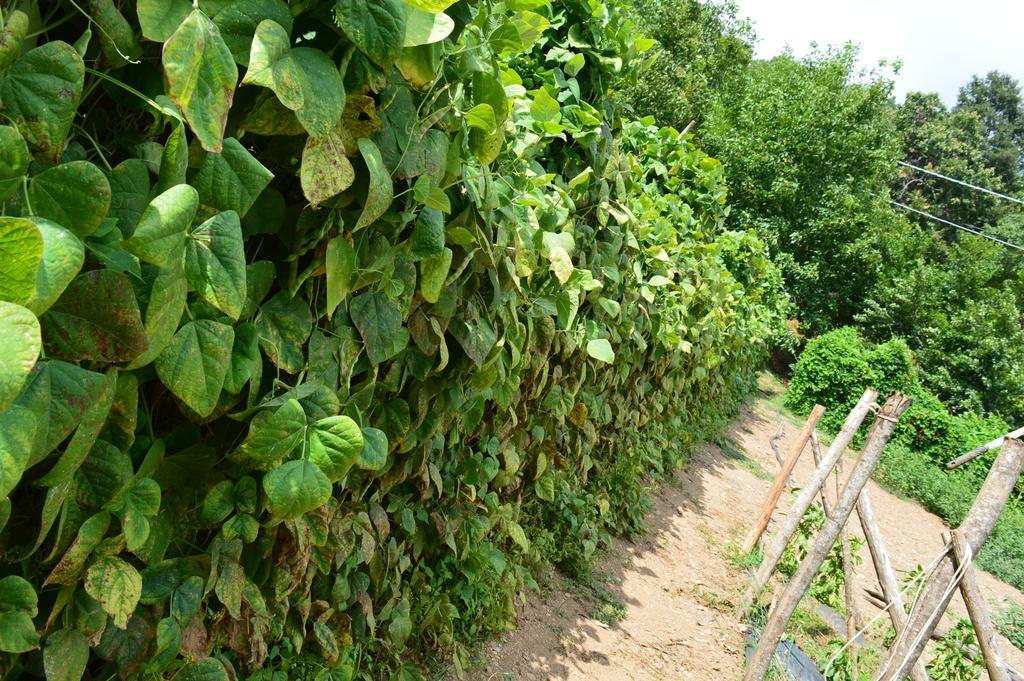 Agriturismo E Turre Serrastretta エクステリア 写真