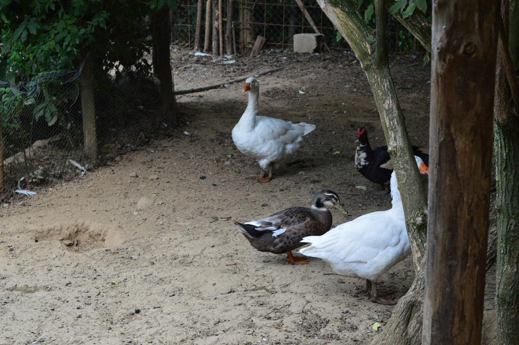 Agriturismo E Turre Serrastretta エクステリア 写真