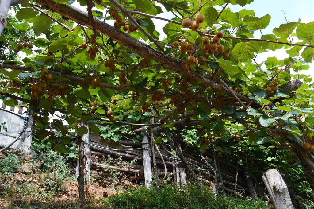 Agriturismo E Turre Serrastretta エクステリア 写真