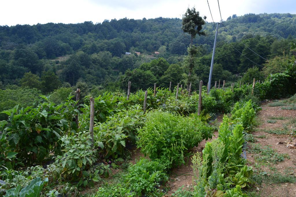 Agriturismo E Turre Serrastretta エクステリア 写真