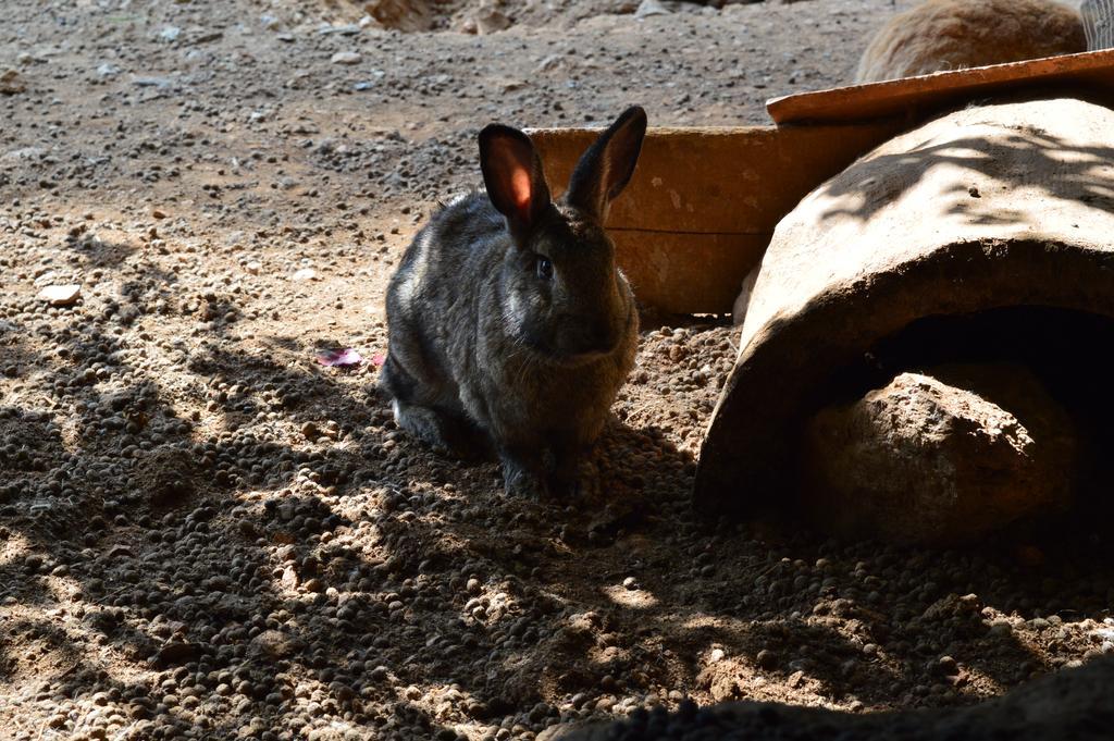 Agriturismo E Turre Serrastretta エクステリア 写真