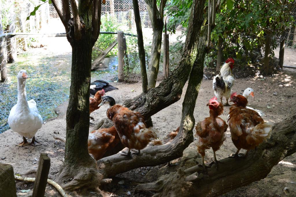Agriturismo E Turre Serrastretta エクステリア 写真