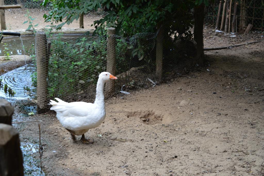 Agriturismo E Turre Serrastretta エクステリア 写真