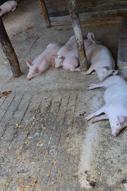 Agriturismo E Turre Serrastretta エクステリア 写真