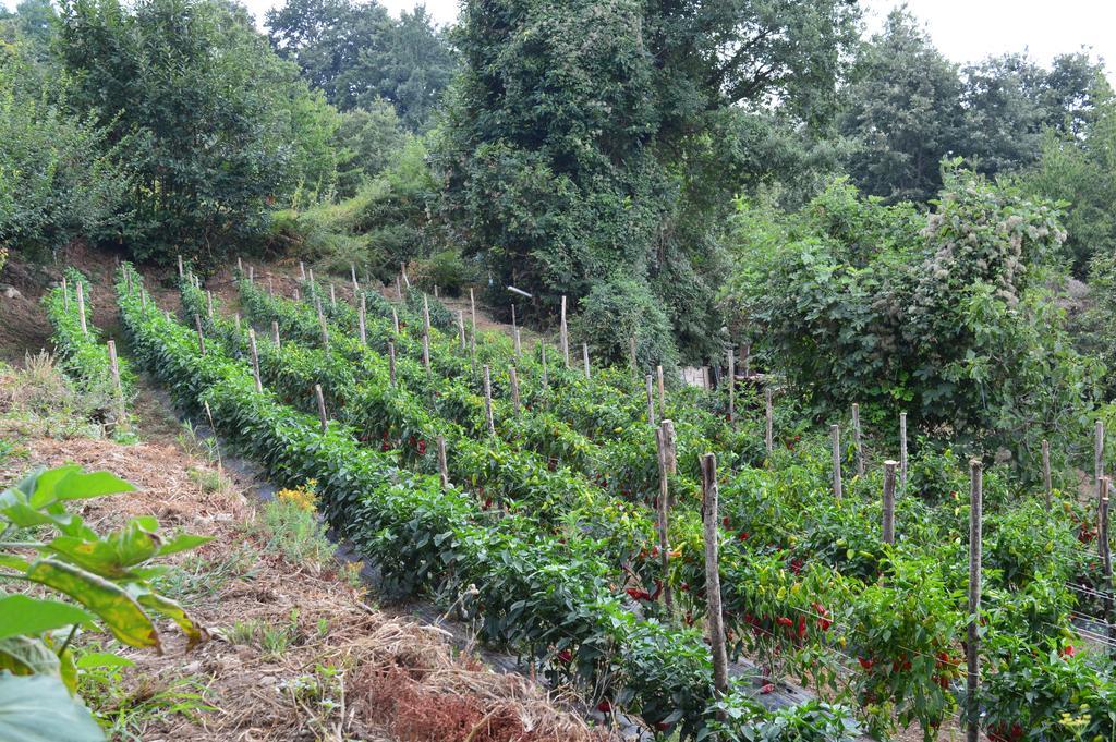 Agriturismo E Turre Serrastretta エクステリア 写真
