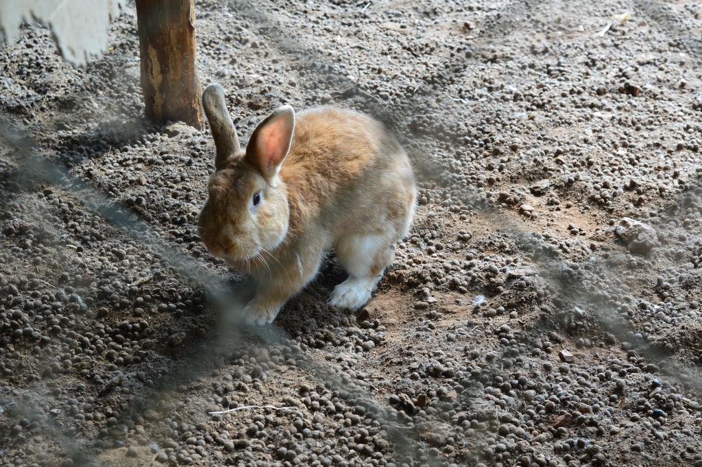 Agriturismo E Turre Serrastretta エクステリア 写真