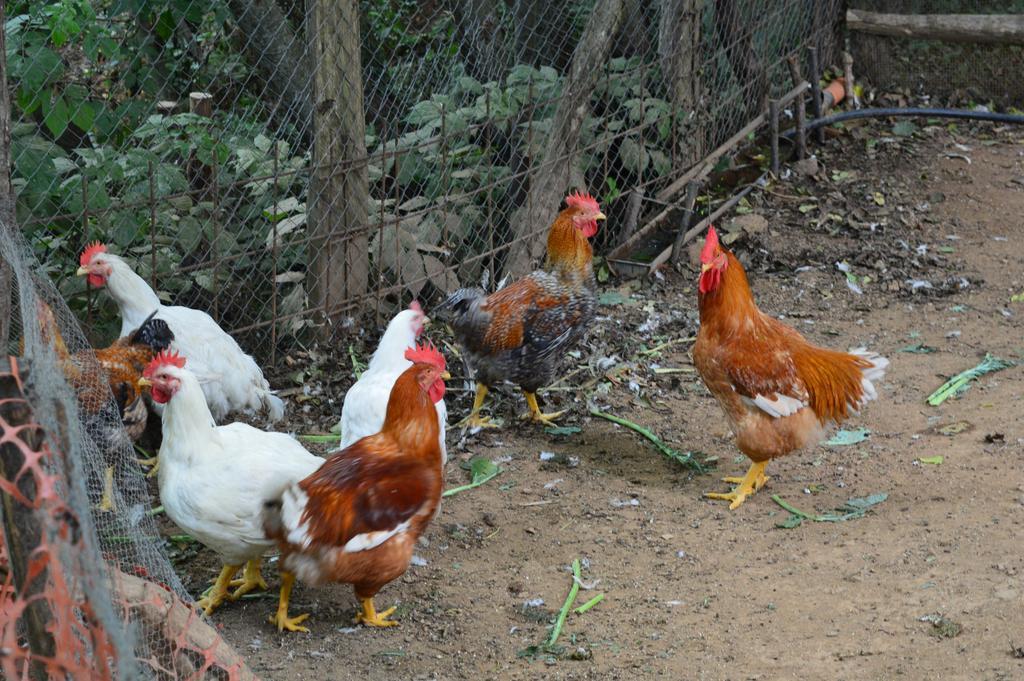 Agriturismo E Turre Serrastretta エクステリア 写真