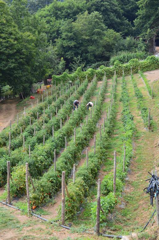 Agriturismo E Turre Serrastretta エクステリア 写真